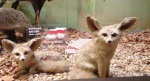 The Fennec Fox, found in the Sahara of North Africa