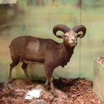 The Mouflon, found in the Caucasus, northern and eastern Iraq, and northwestern Iran